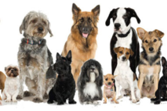 Request Quote: Dogs R Us - Canine Training Services - Dunnellon, FL
