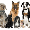 Dogs R Us - Canine Training Services - Dunnellon, FL