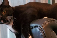 Request Quote: Marie Brindle - Pet Reiki Care - Nationwide