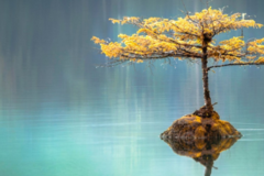 Request Quote: Lyn Halloran Pet Reiki - Nationwide