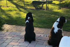Request Quote: Home of Bed and Biscuit - Dog Boarding - Tampa, FL