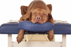 Request Quote: Villa Lake Holistic Wellness LLC - Animal Reiki Care - Nationwide