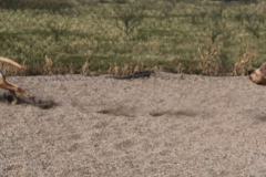 Request Quote: Paws Up Doggy Boarding & Training - Tucson, AZ