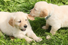 Request Quote: Clean Yards For Canines - Pet Waste Removal Service - Hatboro, PA