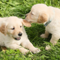 Clean Yards For Canines - Pet Waste Removal Service - Hatboro, PA