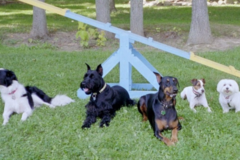 Request Quote: Pawsitively Good Pup - Private Dog Training Service - Berea, OH