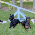 Pawsitively Good Pup - Private Dog Training Service - Berea, OH