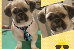 Request Quote: Pawsitively Purrrfect Pet Grooming LLC - Reedsburg, WI