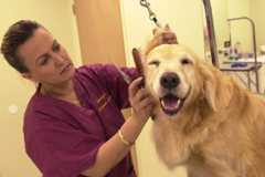 Request Quote: Pet Haven Salon - Pet Grooming - Kapolei, HI