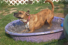 Request Quote: Auntie Linda's Pet Boarding Services - Spokane, WA