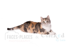 Request Quote: Professional Pet Portrait Photographer Lara Falardeau - New Braunfels, TX