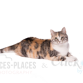 Professional Pet Portrait Photographer Lara Falardeau - New Braunfels, TX