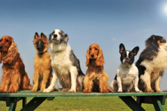 Request Quote: 4 Paws Pet Waste Removal Services - Rochester, MN
