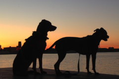 Request Quote: Philadelphia Barking Authority - Dog Walking  - Philadelphia, PA