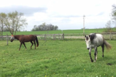 Request Quote: Playmate Kennels and Stables - Pet Boarding - Union Grove, WI