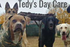 Request Quote: Tedy’s In Home Pet Boarding Service - Knox, ME
