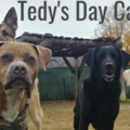 Tedy’s In Home Pet Boarding Service - Knox, ME