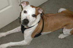 Request Quote: Susans Pet Boarding and Dog Day Care - Chatsworth, CA
