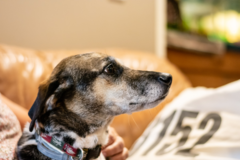 Request Quote: Stillwaters Vet Care and In Home Pet Euthanasia - Skaneateles, NY