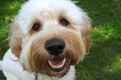 Request Quote: Stef's Pet Care Services - In Home Dog Sitting - San Jose, CA