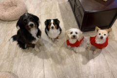 Request Quote: Dog Walking and In Home Pet Sitting Services - Middletown, NJ