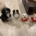 Dog Walking and In Home Pet Sitting Services - Middletown, NJ