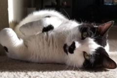 Request Quote: Professional Pet Care Provider - Vancouver, WA