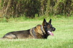 Request Quote: Professional Pet Waste Removal Service - Bethel, OH