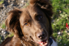 Request Quote: Pup Strut Pet Boarding and Sitting - Cedar Park, TX