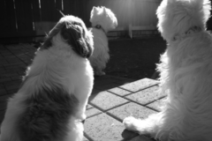 Request Quote: Pupcakes Playcare - Pet Boarding - Atlanta, GA