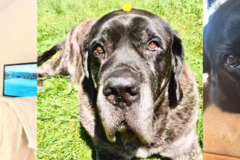 Request Quote: Smooches To Pooches PetSitting and Dog Walking - Pittsburgh, PA