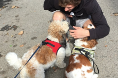 Request Quote: Sit Stay Play LA - Pet Sitting and Dog Walking - Santa Monica, CA