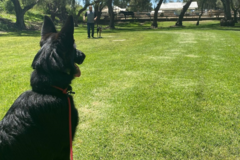 Request Quote: Sit Means Sit - Private Dog Training - Glendora, CA