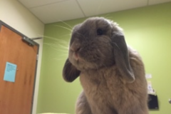 Request Quote: Lauren’s Rainbow Pet Care and Pet Sitting - Seattle, WA