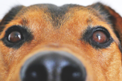 Request Quote: Rising Sun Animal Chiropractic Care - St Peter, MN