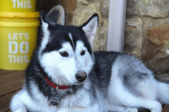 Request Quote: Ruff Life ATX Pet Sitting and Dog Walking - Austin, TX