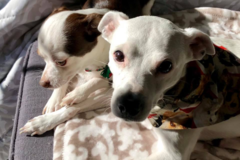 Request Quote: Rummel Chiropractic - Pet Chiropractic Care - Myrtle Beach, SC
