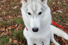 Request Quote: Rustic Pine Pet Lodge - Pet Boarding - Shermans Dale, PA