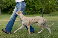 Request Quote: Train Canine - Best Pets Dog Training LLC - Athens, OH