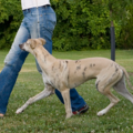 Train Canine - Best Pets Private Dog Training  - Athens, OH
