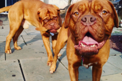 Request Quote: The Purrfect Pet Nanny - In Home Pet Sitting Service - Phoenixville, PA