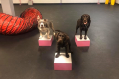 Request Quote: Tail Waggers Academy - Private Dog Training Services - Newtown, PA
