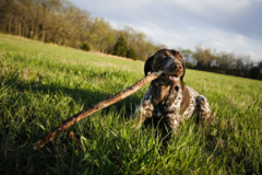 Request Quote: PoopNinjas Poopscooping - Pet Waste Removal - Lubbock, TX