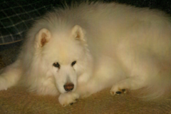 Request Quote: Poop Patrol - Pet Waste Removal Service - Oak Forest, IL