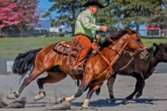 Request Quote: Photos by John - Pet Photography Studio - Allentown, PA
