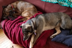 Request Quote: An Infinite Abundance, LLC - Animal Reiki  - Nationwide