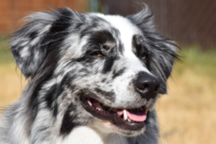 Request Quote: Nascent Phoenix - Private Dog Training Service - Federal Way, WA