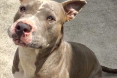 Request Quote: Benevolent Sun Dogs - Certified CPDT-KA Dog Trainer - Pompano Beach, FL