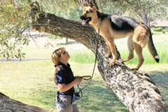 Request Quote: Mtn Top K-9 Training - Private Dog Training Service - Frazier Park, CA