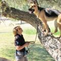 Mtn Top K-9 Training - Private Dog Training Service - Frazier Park, CA